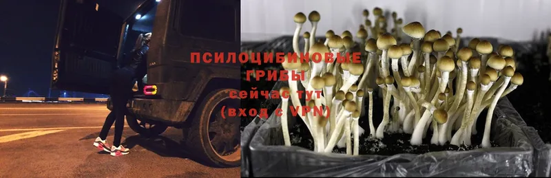 Галлюциногенные грибы Magic Shrooms  Алексеевка 